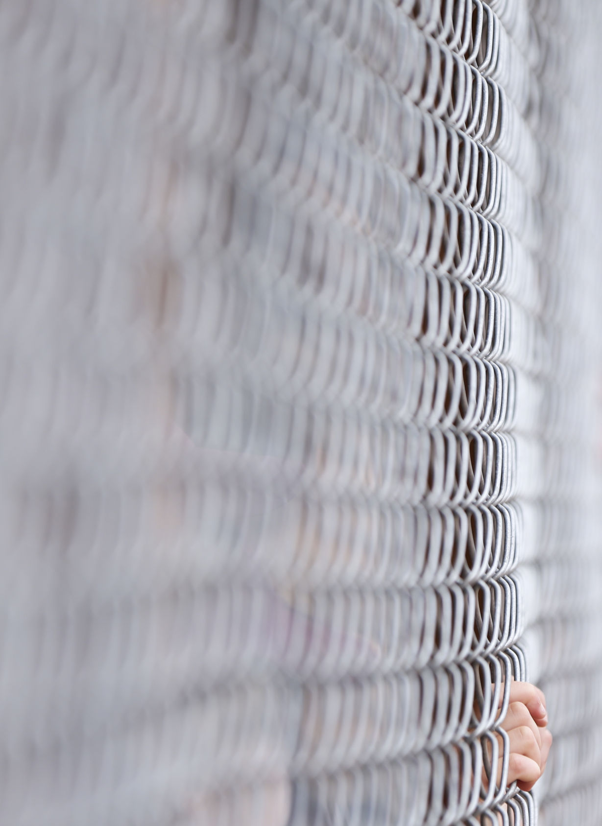 Buffalo fingers sneak through the chain link fence
